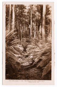 A sepia photograph of the track leading through the forest to the Cora Lynn Falls which is in the Cumberland Valley in Victoria.