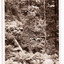 Shows a view up a gully in the Cumberland Valley in Victoria. The gully is heavily forested with trees and tree ferns. On the reverse of the postcard is a space to write a message and an address and to place a postage stamp. The postcard is unused.