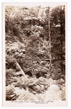 Shows a view up a gully in the Cumberland Valley in Victoria. The gully is heavily forested with trees and tree ferns. On the reverse of the postcard is a space to write a message and an address and to place a postage stamp. The postcard is unused.