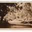 Shows the Alexandra Road in Marysville in Victoria. The road is a dirt road leading through the forest. On the left hand side of the road can be seen a fence line. On the reverse of the postcard is a space to write a message and an address and to place a postage stamp. The postcard is unused.