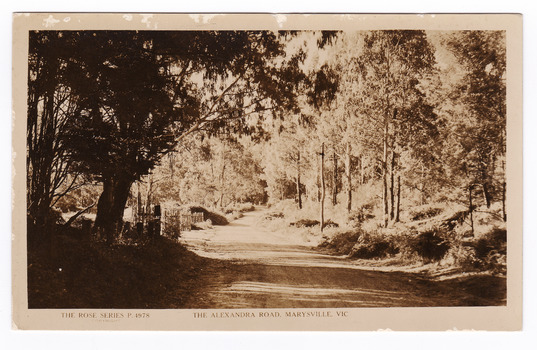 Shows the Alexandra Road in Marysville in Victoria. The road is a dirt road leading through the forest. On the left hand side of the road can be seen a fence line. On the reverse of the postcard is a space to write a message and an address and to place a postage stamp. The postcard is unused.
