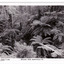 Shows the forest along the Michael Dene walking track. In the foreground are seveal tree ferns with large trees behind them. On the reverse of the postcard is a space to write a message and an address and to place a postage stamp. The postcard is unused.