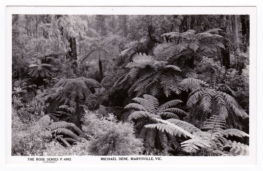 Shows the forest along the Michael Dene walking track. In the foreground are seveal tree ferns with large trees behind them. On the reverse of the postcard is a space to write a message and an address and to place a postage stamp. The postcard is unused.