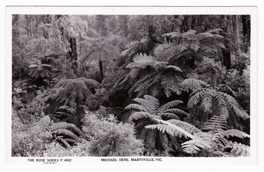 Shows the forest along the Michael Dene walking track. In the foreground are seveal tree ferns with large trees behind them. On the reverse of the postcard is a space to write a message and an address and to place a postage stamp. The postcard is unused.