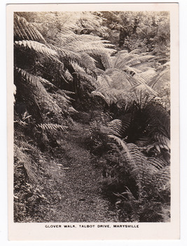 Shows Glover Walk which was off Lady Talbot Drive in Marysville, Victoria. Shows the track leading through a forest of trees and tree ferns. The title of the photograph is along the lower edge of the photograph.