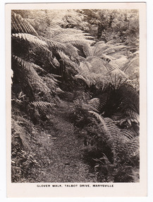 Shows Glover Walk which was off Lady Talbot Drive in Marysville, Victoria. Shows the track leading through a forest of trees and tree ferns. The title of the photograph is along the lower edge of the photograph.