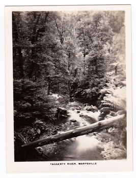 Shows the Taggerty River in Marysville in Victoria. Shows the river flowing through the forest. In the foreground a fallen tree lies across the river. The title of the photograph is along the lower edge of the photograph.