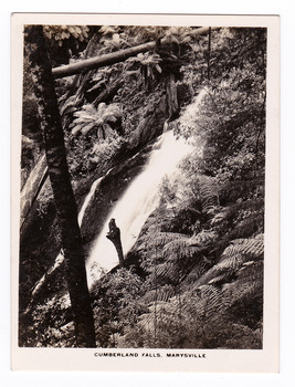 Shows the Cumberland Falls which are near Marysville in Victoria. Shows the falls cascading down the mounain side. In the foreground is a tree and in the background a fallen log can be seen lying across the falls. The title of the photograph is along the lower edge of the photograph.