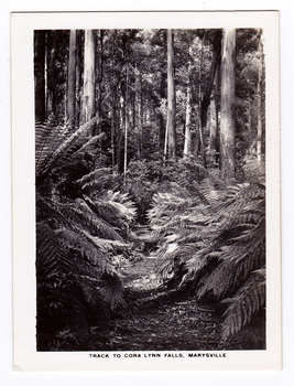 Shows the track leading through the forest to the Cora Lynn Falls which is in the Cumberland Valley in Victoria. Shows a track leading through a forest of trees and tree ferns. The title of the photograph is along the lower edge of the photograph.