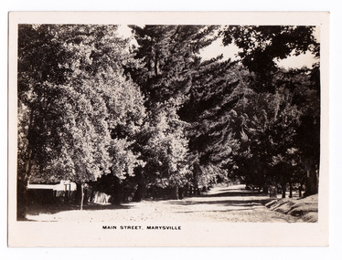 Shows the main street in Marysville in Victoria. Shows a street lined on both sides with large trees. In the foreground, on the left hand side, can be seen some wooden fencing. The title of the photograph is along the lower edge of the photograph.