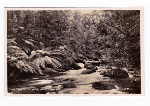 Shows the Taggerty River in Marysville, Victoria. Shows the river flowing over rocks through a forest of trees and tree ferns. The title of the photograph is handwritten in white ink along the lower edge.