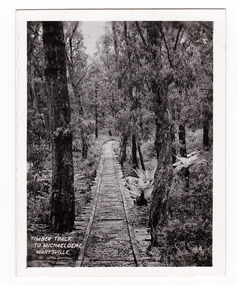 Shows an old timber track that leads to the Michaeldene track. Shows the track leading through a forest of trees and tree ferns. The title of the photograph is handwritten in white ink on the lower edge.