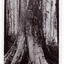 Shows the Big Tree in Cambarville, Victoria. Shows the base of the Big Tree standing in the forest. The title of the photograph is handwritten in black ink on the lower edge. On the reverse of the postcard is space to write a message and an address and to place a postage stamp. The postcard is unused.