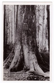 Shows the Big Tree in Cambarville, Victoria. Shows the base of the Big Tree standing in the forest. The title of the photograph is handwritten in black ink on the lower edge. On the reverse of the postcard is space to write a message and an address and to place a postage stamp. The postcard is unused.