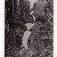 Shows Steavenson Falls in Marysville, Victoria. Shows the waterfalls cascading down the mountain surrounded by a forest of trees and tree ferns. The title of the photograph is handwritten in white ink on the lower edge. On the reverse of the postcard is space to write a message and an address and to place a postage stamp. The card is unused.