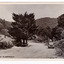 Shows the view looking up the Marysville-Wood's Point Road towards the corner with Murchison Street in Marysville in Victoria. Shows an unsealed road leading off to the left. There is a glimpse of another road leading off to the right. In the foreground there are shrubs and large trees on the left hand side of the road and on the right there is a parked car. In the background are heavily forested mountains. The title of the photograph is handwritten in black ink on the lower edge. On the reverse of the postcard is space to write a message and an address and to place a postage stamp. The postcard is unused.