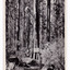 Shows a sample acre of tall trees near Marysville in Victoria. Shows a large tree with a sign from the Forests Commission of Victoria attached to it giving details of the trees located in the sample acre. The title of the photograph is handwritten in white ink on the lower edge. On the reverse of the postcard is space to write a message and an address and to place a postage stamp. The postcard is unused.