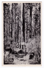 Shows a sample acre of tall trees near Marysville in Victoria. Shows a large tree with a sign from the Forests Commission of Victoria attached to it giving details of the trees located in the sample acre. The title of the photograph is handwritten in white ink on the lower edge. On the reverse of the postcard is space to write a message and an address and to place a postage stamp. The postcard is unused.