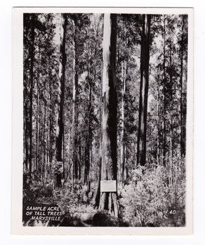 Shows a sample acre of tall trees near Marysville in Victoria. Shows a large tree with a sign from the Forests Commission of Victoria attached to it giving details of the trees located in the sample acre. The title of the photograph is handwritten in white ink along the lower edge.