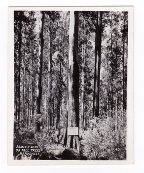 Shows a sample acre of tall trees near Marysville in Victoria. Shows a large tree with a sign from the Forests Commission of Victoria attached to it giving details of the trees located in the sample acre. The title of the photograph is handwritten in white ink along the lower edge.