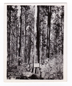 Shows a sample acre of tall trees near Marysville in Victoria. Shows a large tree with a sign from the Forests Commission of Victoria attached to it giving details of the trees located in the sample acre. The title of the photograph is handwritten in white ink along the lower edge.