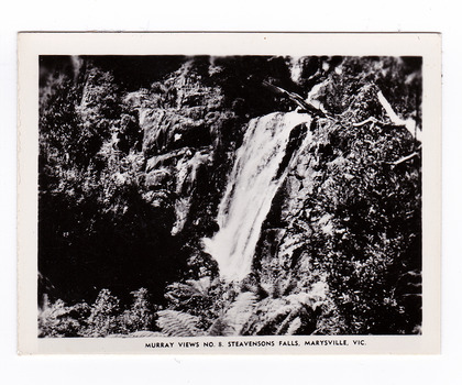 Shows Steavenson Falls in Maryville, Victoria. Shows the bottom tier of the waterfalls cascading down the mountain surrounded by a forest of trees and tree ferns. The title of the photograph is shown along the lower edge of the photograph.