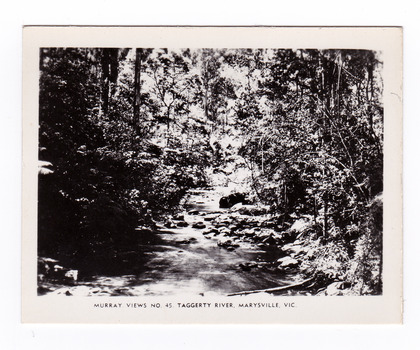 Shows the Taggerty River in Marysville, Victoria. Shows the river flowing over rocks through a forest of trees. The title of the photograph is shown along the lower edge of the photograph.