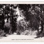 Shows a road in Marysville in Victoria. Shows an early model car travelling along an unsealed road. There can be seen a man walking along the road behind the car. On the left hand side of the photograph a building can be seen. On the right hand side of the road there is a glimpse of a building amongst the forest. The title of the postcard is shown along the lower edge of the postcard. On the reverse of the postcard is a handwritten message.