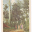 Shows a group of four ladies walking along a bush track in Marysville in Victoria. Both sides of the track are heavily forested. On the left hand side of the track can be seen a large fallen tree. The title of the postcard is shown along the lower edge of the postcard. On the reverse of the postcard is a space to write a message and an address and to place a postage stamp. The postcard is unused.