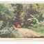 Shows a red early model car travelling along Lady Talbot Drive in Marysville in Victoria. The road leads through a forest of trees and tree ferns. The title of the postcard is shown along the lower edge of the postcard. On the reverse of the postcard is a space to write a message and an address and to place a postage stamp. The postcard is unused.
