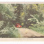 Shows a red early model car traveling along Lady Talbot Drive in Marysville in Victoria. The road leads through a forest of trees and tree ferns. The title of the postcard is shown along the lower edge of the postcard. On the reverse of the postcard is a space to write a message and an address and to place a postage stamp. The postcard is unused.