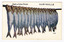 Shows an illustration of a line of caught fish. The title of the postcard is written along the top edge. There is a lift-up flap in the middle with a pull-out strip of 9 miniature photographs of places of interest in and around Marysville. On the reverse of the postcard is a hand-written message.