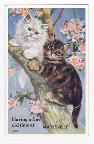 Shows an illustration of two kittens, a white one and a tabby one climbing up a tree with pink blossoms. The title of the postcard is the lower edge of the postcard.There is a lift-up flap in the middle with a pull-out strip of 9 miniature photographs of places of interest in and around Marysville. On the reverse of the postcard is a space to write a message and an address. There is also a space to place a postage stamp. The postcard is unused.