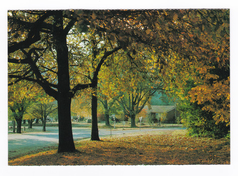 Shows autumn trees along a street in Marysville in Victoria. The postcard appears to have been removed from a booklet of postcards. On the reverse of the postcard is a space to write a message and an address and to place a postage stamp. The postcard is unused.