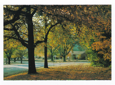 Shows autumn trees along a street in Marysville in Victoria. The postcard appears to have been removed from a booklet of postcards. On the reverse of the postcard is a space to write a message and an address and to place a postage stamp. The postcard is unused.