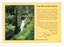 Shows Steavenson Falls in Marysville in Victoria. On the front of the postcard is a short story of Marysville as well as a map of Victoria with the location of Marysville depicted with a red dot. On the reverse of the postcard is a space to write a message and an address and to place a postage stamp. The postcard is unused.