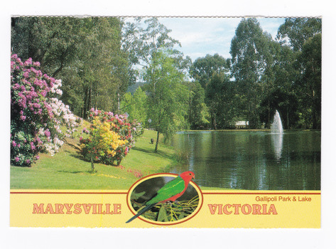 Shows Gallipoli Park and Darmody's Lake in Marysville in Victoria. The title of the postcard is along the lower edge of the postcard and in middle of the title is a small photograph of a King Parrot sitting on some gum leaves. On the reverse of the postcard is a space to write a message and an address and to place a postage stamp. The postcard is unused.