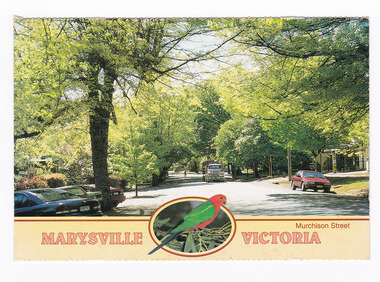 Shows Murchison Street in Marysville in Victoria. Shows a treelined street with cars parked on either side of the street. The title of the postcard is along the lower edge of the postcard and in middle of the title is a small photograph of a King Parrot sitting on some gum leaves. On the reverse of the postcard is a space to write a message and an address and to place a postage stamp. The postcard is unused.