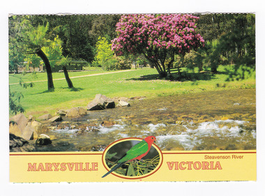 Shows the Steavenson River which flows through Marysville in Victoria. Shows the river flowing over rocks. In the background is a pink rhododendron. The title of the postcard is along the lower edge of the postcard and in middle of the title is a small photograph of a King Parrot sitting on some gum leaves. On the reverse of the postcard is a space to write a message and an address and a space to place a postage stamp. The postcard is unused.