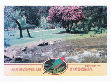  Shows the Steavenson River which flows through Marysville in Victoria. Shows the river flowing over rocks. In the background is a pink rhododendron. The title of the postcard is along the lower edge of the postcard and in middle of the title is a small photograph of a King Parrot sitting on some gum leaves. On the reverse of the postcard is a hand-written message. There is also a green Australian 50c stamp with a photo of tennis player Rod Laver.