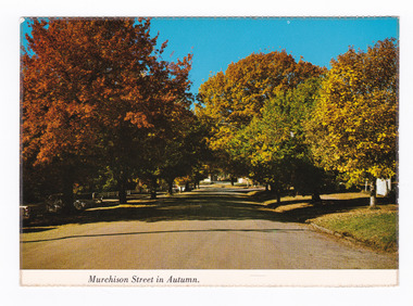Shows autumn trees along Murchison Street in Marysville in Victoria. Shows a sealed road which is heavily tree lined. The title of the postcard is shown along the lower edge. On the reverse of the postcard is a space to write a message and an address and a space to place a postage stamp. The postcard is unused.