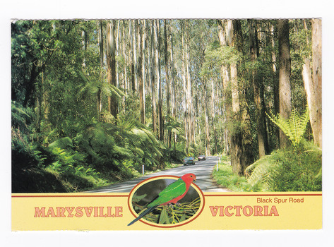 Shows the Black Spur Road near Marysville in Victoria. Shows a sealed road leading through a forest of trees and tree ferns. The title of the postcard is along the lower edge of the postcard and in middle of the title is a small photograph of a King Parrot sitting on some gum leaves. On the reverse of the postcard is a space to write a message and an address and to place a postage stamp. The postcard is unused.