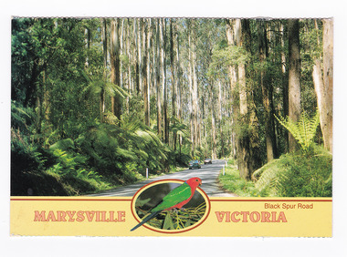 A colour photograph of the Black Spur Road near Marysville in Victoria. On the reverse of the postcard is a space to write a message and an address and to place a postage stamp. The postcard is unused.