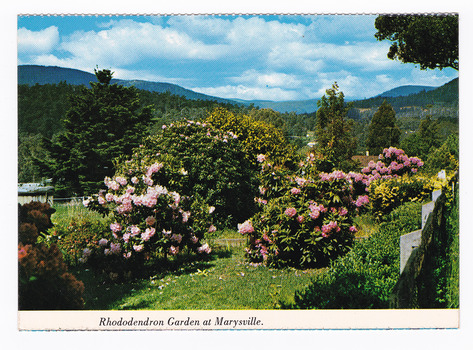 Shows a rhododendron garden in Marysville in Victoria. Shows a variety of pink rhododendrons growing in a lawned area. On the reverse of the postcard is a space to write a message and an address and to place a postage stamp. The postcard is unused.