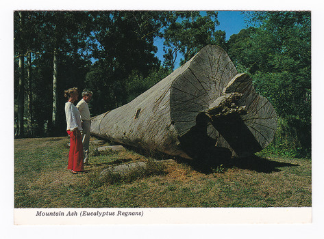 Shows a felled Mountain Ash tree that was on display in Marysville in Victoria. Next to the large tree are two people looking at the tree. On the reverse of the postcard is a space to write a message and an address and to place a postage stamp. The postcard is unused.