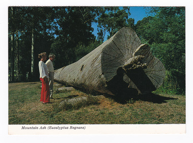 Shows a felled Mountain Ash tree that was on display in Marysville in Victoria. Next to the large tree are two people looking at the tree. On the reverse of the postcard is a space to write a message and an address and to place a postage stamp. The postcard is unused.