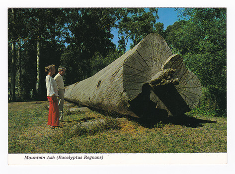 Shows a felled Mountain Ash tree that was on display in Marysville in Victoria. Next to the large tree are two people looking at the tree. On the reverse of the postcard is a space to write a message and an address and to place a postage stamp. The postcard is unused.
