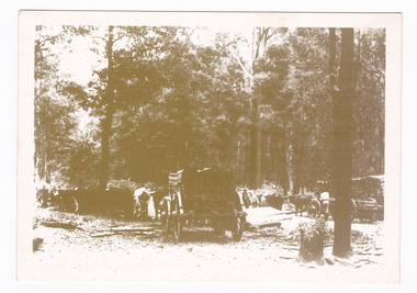 Shows bullock teams at the Log Dump at on the Wood's Point Road. On the reverse of the postcard is a space to write a message and an address and to place a postage stamp. The postcard is unused.