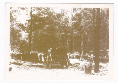 Shows bullock teams at the Log Dump at on the Wood's Point Road. On the reverse of the postcard is a space to write a message and an address and to place a postage stamp. The postcard is unused.