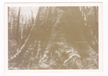 Shows the King Edward VII tree near Cumberland, taken in 1904. On the reverse of the postcard is a space to write a message and an address and to place a postage stamp. The postcard is unused.
